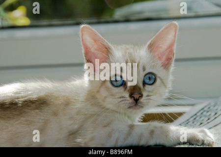 A snowy Bengal kitten playing on the floor Stock Photo