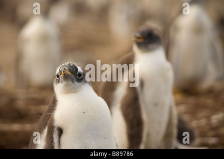 Gentoo Penguin chicks, (Pygoscelis papua papua) on The Falkland Islands Stock Photo