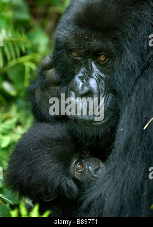 Mother feeds baby mountain gorilla gorilla gorilla beringei in the Volcanoes National Park in northwestern Rwanda central Africa Stock Photo