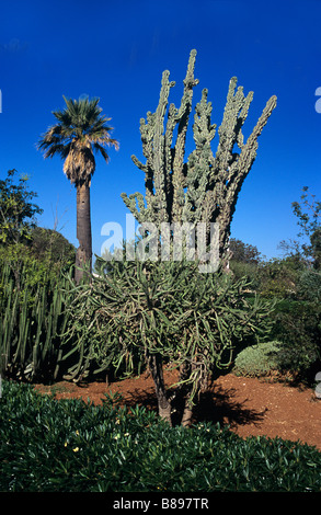kriechender wacholder krankheiten Kriech-Wacholder Blue Chip - Juniperus horizontalis Blue Chip