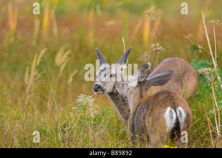Landscape, horizontal shot of a loving mother and fawn Mule Deer, fawn in the meadows Stock Photo