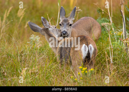 Landscape, horizontal shot of a loving mother and fawn Mule Deer, fawn in the meadows Stock Photo