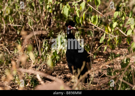 Crested Guineafowl at Lake Manyara in Tanzania Stock Photo