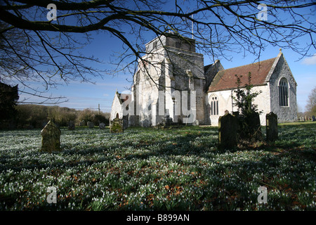 Snowdrops growing in a churchyard in Damerham Hampshire Stock Photo