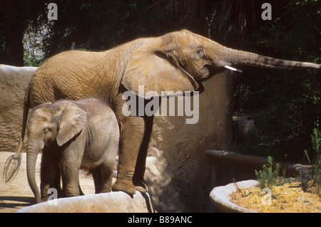 Mother and baby elephant in zoo Los Angeles Stock Photo