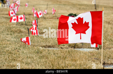 Canadian flags are placed near military grave markers. Stock Photo