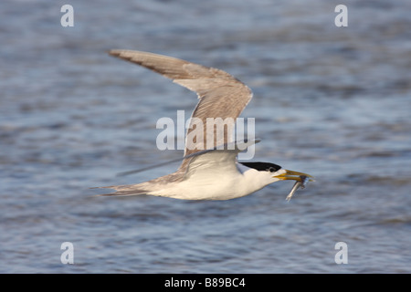 crested tern in flight with fish in beak Stock Photo