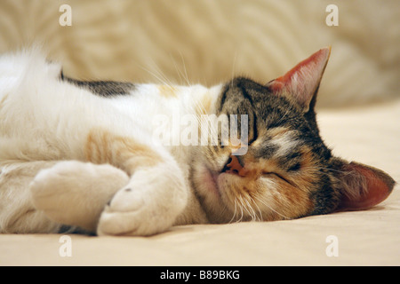 domestic short haired cat asleep on a sofa Stock Photo