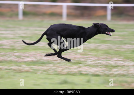 Greyhound running at full speed Stock Photo