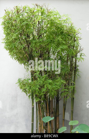Ornamental bamboo Stock Photo