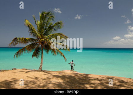 A wonderful beach of Barbados with a palm Caribbean Stock Photo