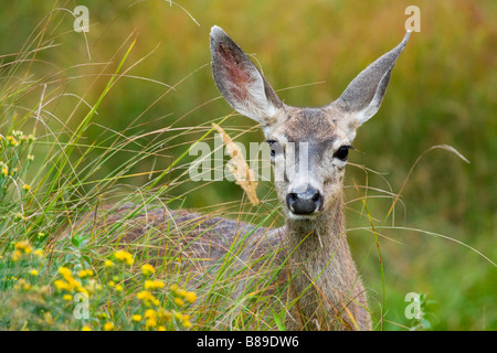 Landscape, horizontal shot of a young female Mule Deer grazing in the meadows Stock Photo