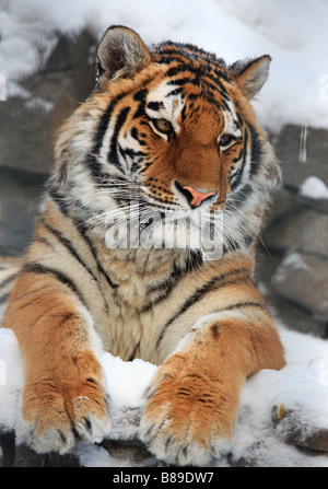 Yiung tiger portrait Novosibirsk ZOO Stock Photo