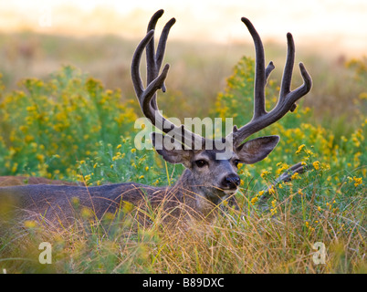 Mule deer buck grazing in a meadow in Yosemite Valley, Yosemite National Park, California USA, North America Stock Photo