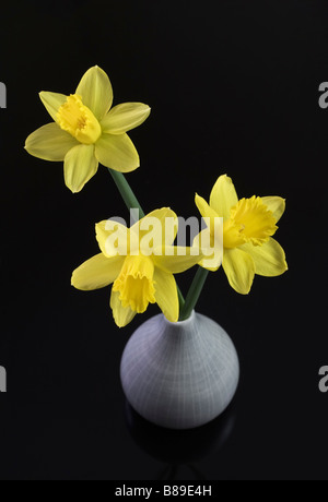 Three Daffodils in gray vase on dark background