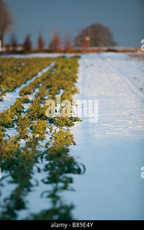 purple sprouting broccoli growing in field in the snow Stock Photo