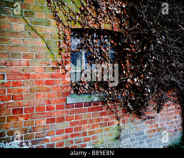 Dead ivy clinging to an old moss covered wall and window of an abandoned building.  UK. Stock Photo