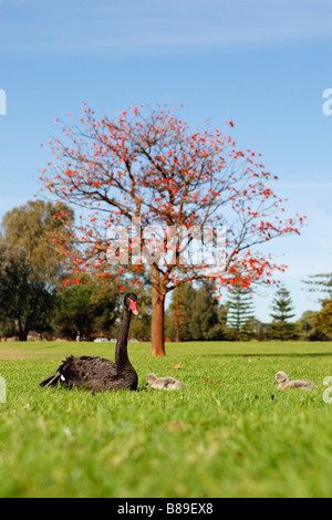 A black swan (Cygnus atratus) and two cygnets at Lake Monger Reserve in Perth, Western Australia Stock Photo