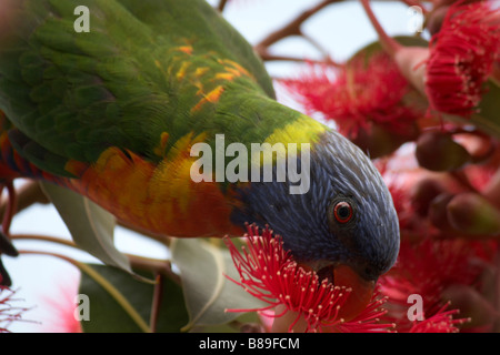 Rainbow Lorikeet feeding on nectar of a flower of the red flowering gum, Sydney Stock Photo