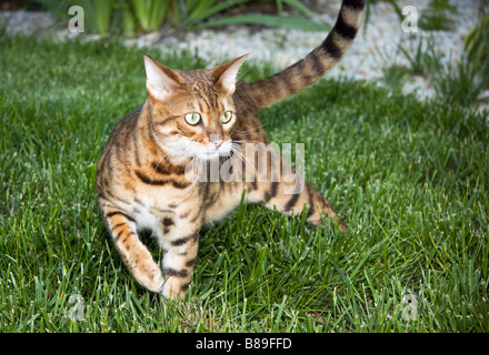Bengal kitten in the garden Stock Photo