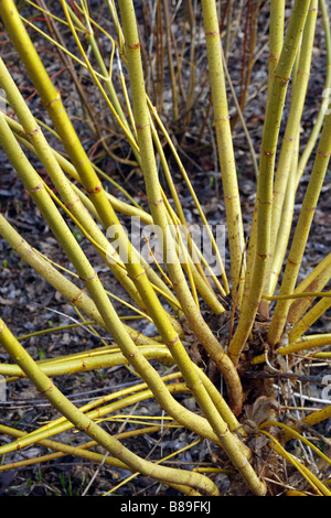 ACER NEGUNDO WINTER LIGHTNING AT RHS WISLEY GARDEN UK Stock Photo