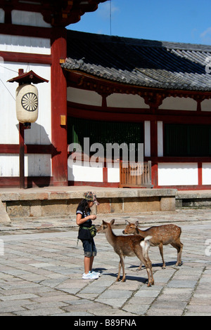 Girl feeding two tame deer outside Todai-ji temple in Nara Stock Photo