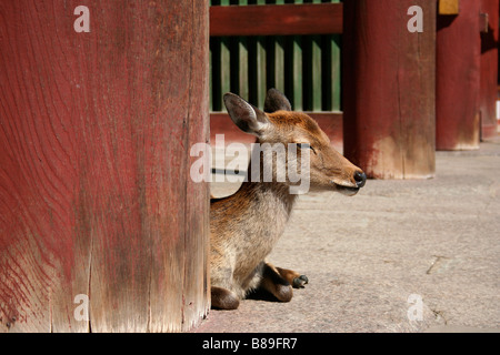 Deer resting against a pillar at the entrance to Todai-ji, in Nara, Japan Stock Photo