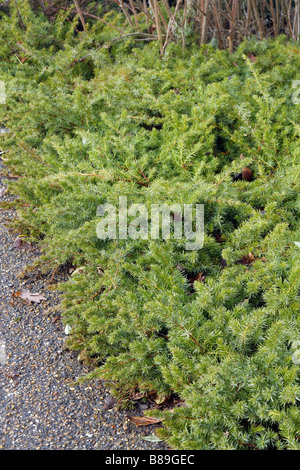 JUNIPERUS RIGIDA SUBSP CONFERTA AT RHS WISLEY GARDEN UK Stock Photo