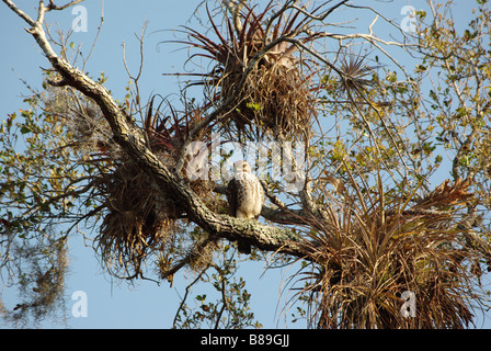 Red-Shouldered Hawk sitting on on a tree covered in wild orchids and bromeliads Stock Photo