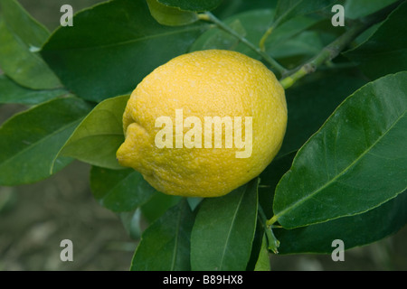 Mature Lemon 'Lisbon' variety hanging on branch. Stock Photo