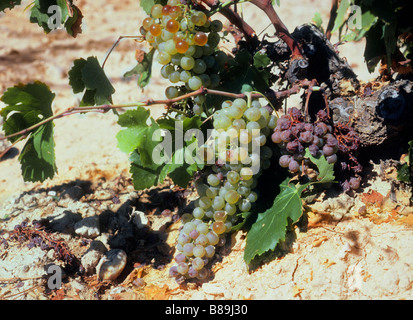 Climate change global warming. White grapes rotting on vine in cracked parched dry soil. Spanish agriculture, wine industry. La Mancha region Spain Stock Photo