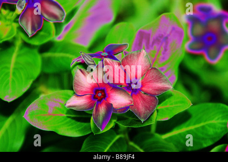 Impatiens, flowers bright colors, pink, purple, green foliage, leaves, green leaves, shade plant, shade annual plant Stock Photo