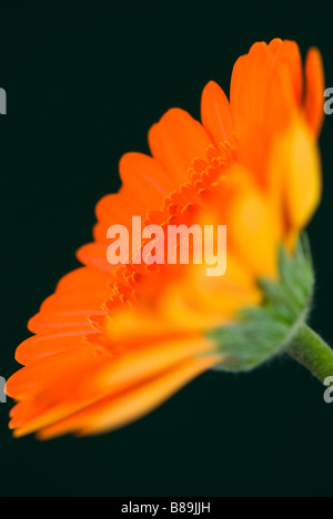 Close up of a bright orange gerbera against a dark green background Stock Photo