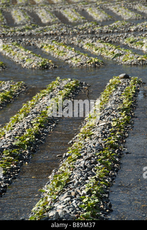 Rows of wasabi plants growing in rocks in flowing water, Daio Wasbi Farm, Hotaka Stock Photo