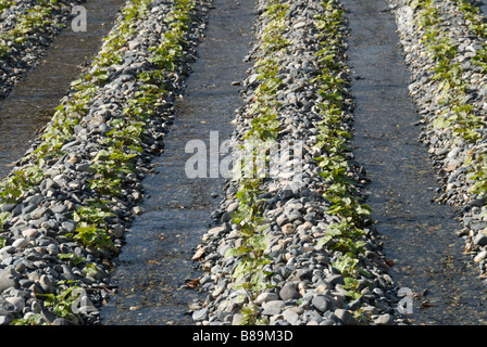 Rows of young wasabi plants growing in rows of pebbles amidst flowing water, Daio Wasabi Farm, Hotaka Stock Photo