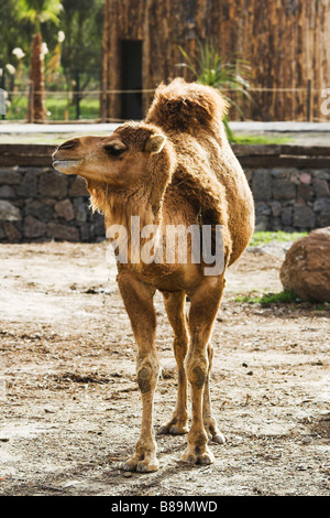 camel in zoo Stock Photo