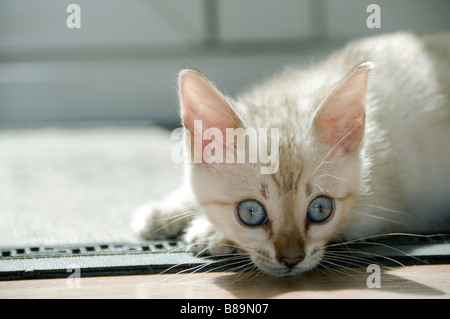 A snowy Bengal kitten playing on the floor Stock Photo
