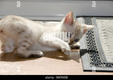 A snowy Bengal kitten playing on the floor Stock Photo