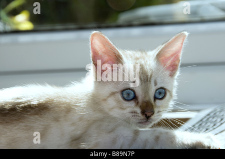 A snowy Bengal kitten playing on the floor Stock Photo