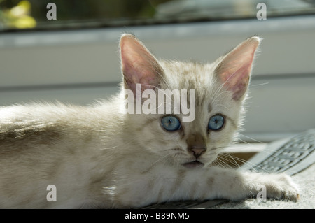 A snowy Bengal kitten playing on the floor Stock Photo