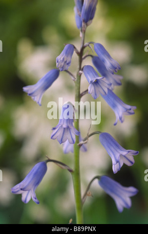 Brimeura amethystina AGM (Spanish hyacinth) Stock Photo