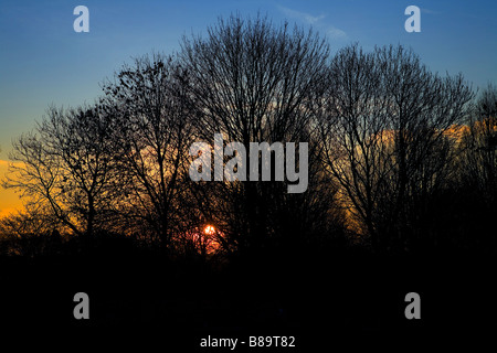 Colourful view of the sun setting behind a group of trees on a winter's afternoon Stock Photo