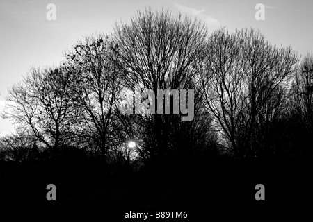 Black and white view of the sun setting behind a group of trees on a winter's afternoon Stock Photo