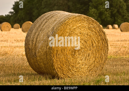 Hay bale in harvested field Hay bale in harvested field