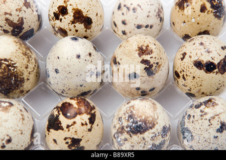 Picture of many small quail eggs in plastic box Stock Photo