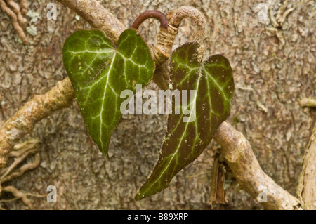 Ivy Leaves shaped like a heart growing on a tree trunk Stock Photo