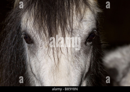 head profile of Welsh Mountain Pony in stable Stock Photo