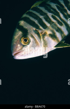 a pilot fish in the dark Stock Photo