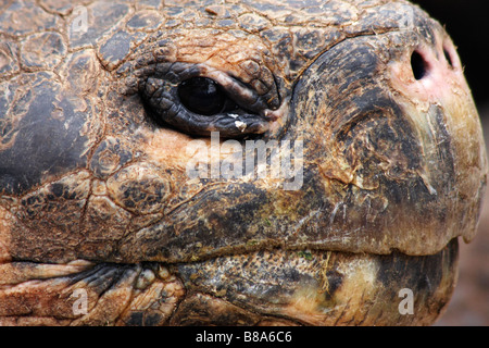 close up of Galapagos giant tortoise, Geochelone spp, head at the Charles Darwin Research Centre, Puerto Ayora, Santa Cruz Island, Galapagos Islands Stock Photo