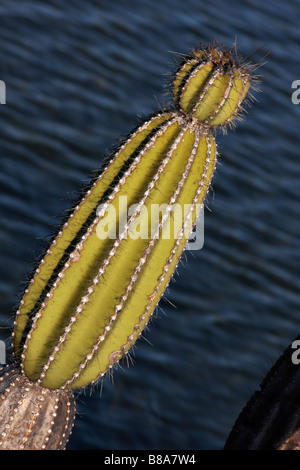 close up of Candelabra cactus, Jasminocereus thouarsii var delicatus, growing at Punta Moreno, Isabela Island, Galapagos Islands, Ecuador in September Stock Photo